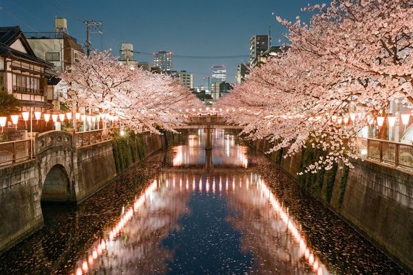 Meguro River night sakura - Illuminated cherry blossoms